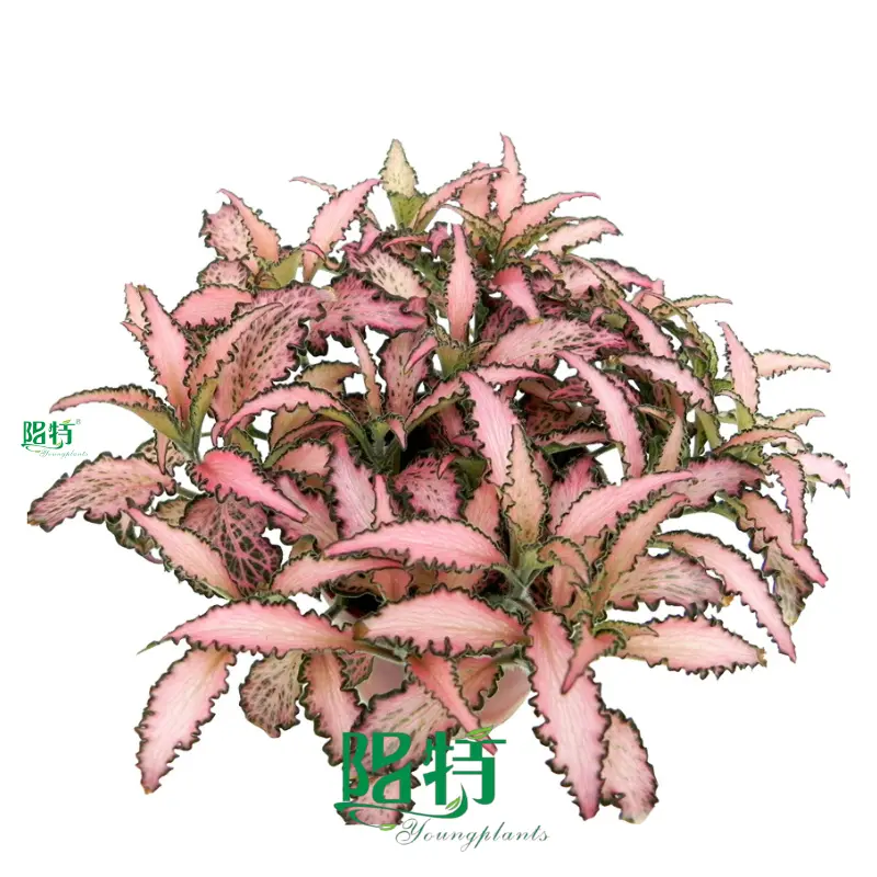 Fittonia Rosy Clouds Indoor Plants - Latest Technology for Quality 1