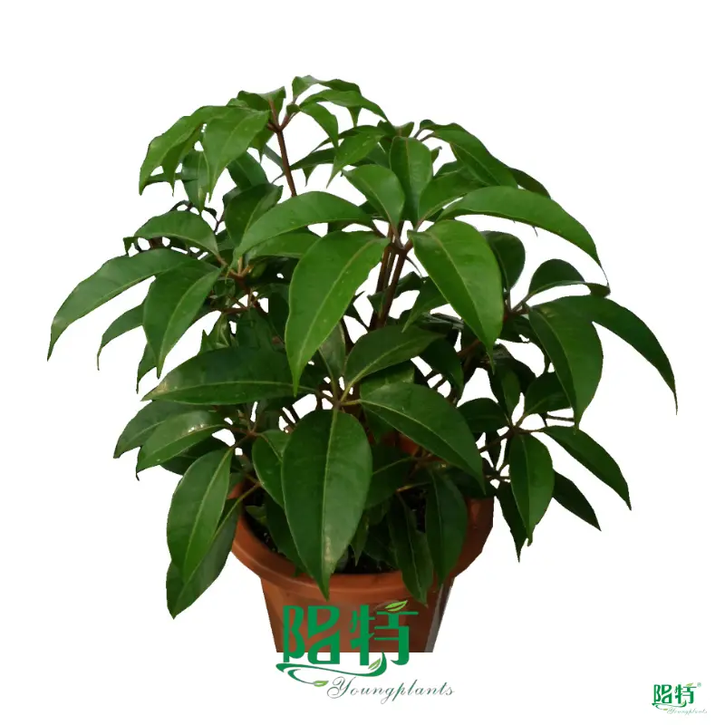 High-Tech Schefflera Tupidanthus Wholesale Export 1