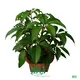 High-Tech Schefflera Tupidanthus Wholesale Export 1