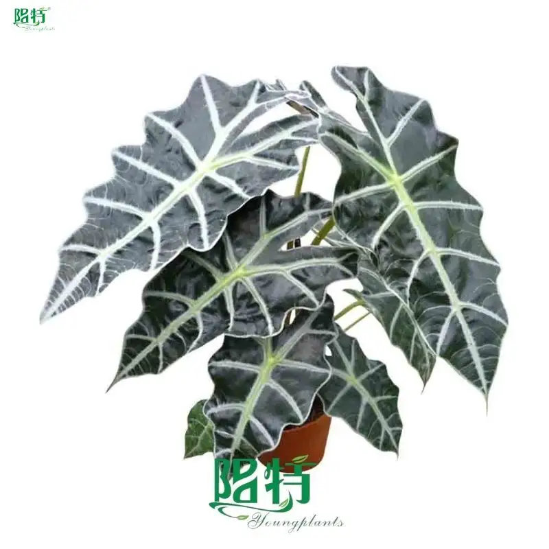 Alocasia Dwarf Amazonica Live Plantlets - Latest Technology, Wholesale 1