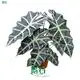 Alocasia Dwarf Amazonica Live Plantlets - Latest Technology, Wholesale 1