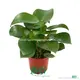 Peperomia Polybotrya Import from China - Practical and Multi-functional 1