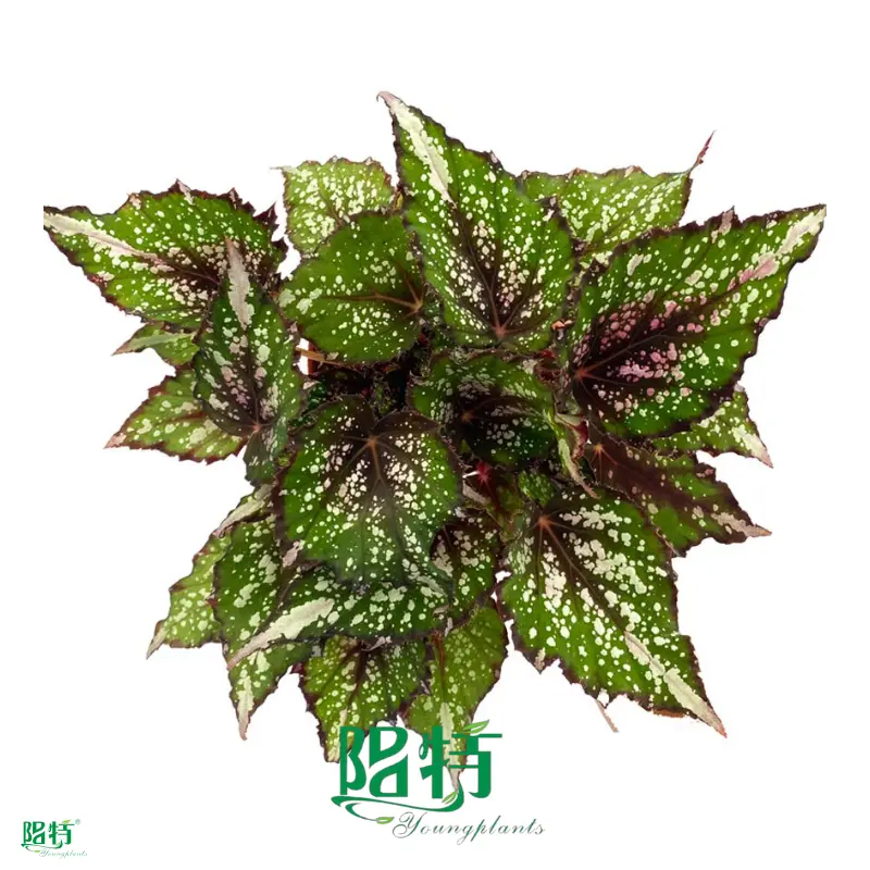 Begonia Wholesale: Rich Varieties, Quality Plants 1