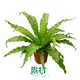 Youngplants Tissue Culture Lady Fern Plug Trays - Global Wholesale 1