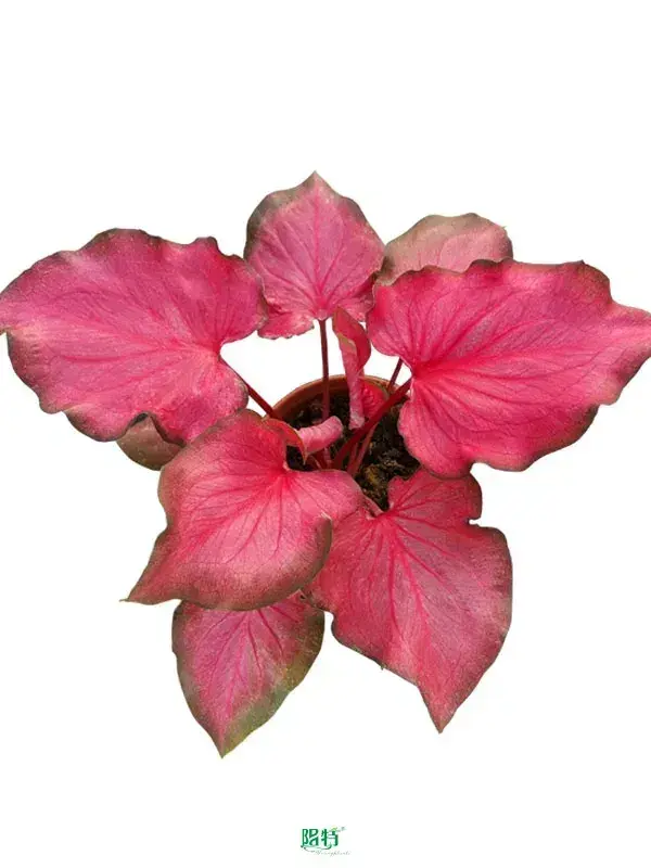 Caladium Pink Tray Plug Tissue Cultrue - Upgraded Technology 1