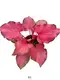 Caladium Pink Tray Plug Tissue Cultrue - Upgraded Technology 1