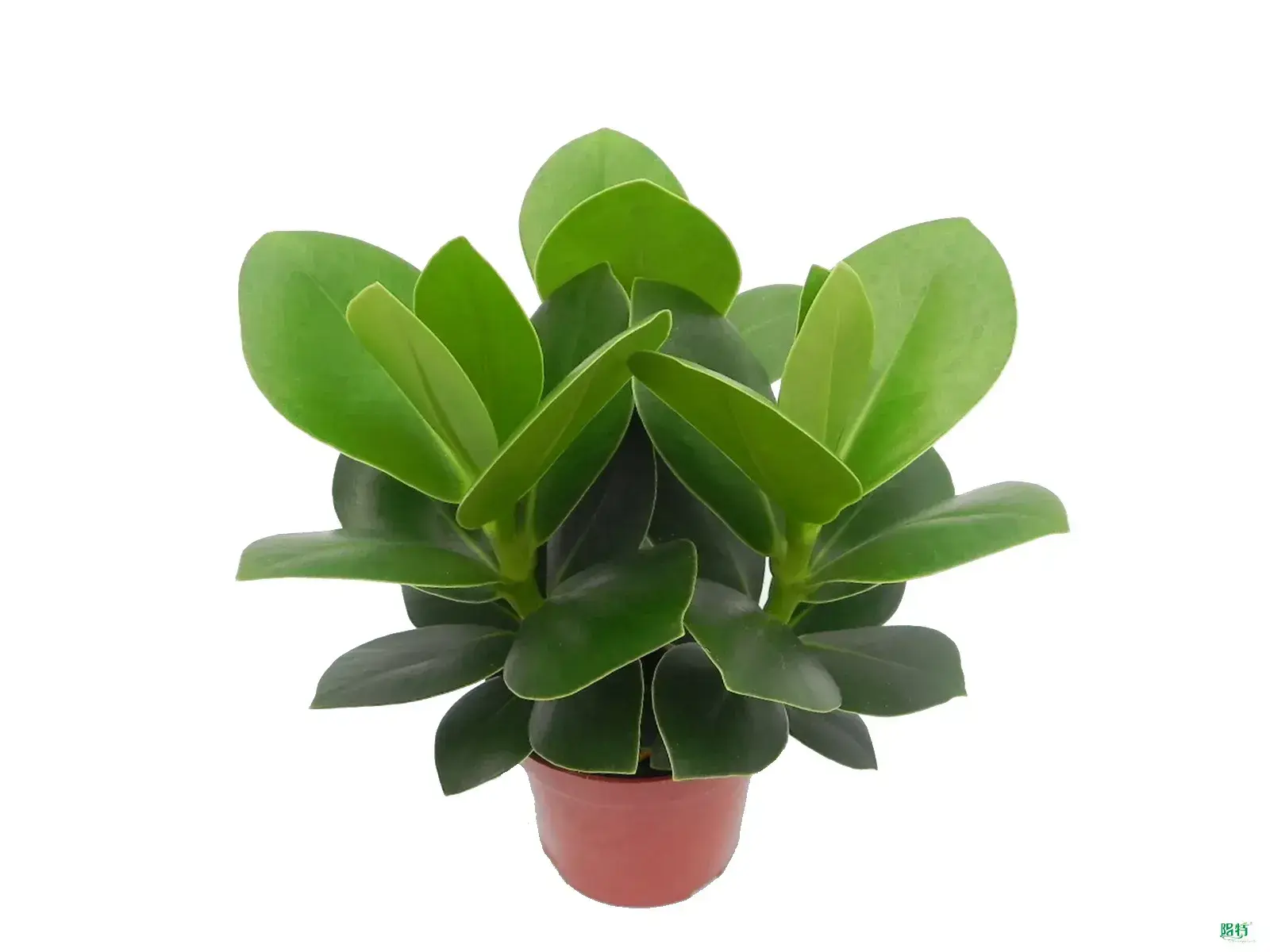 Clusia Rosea Nursery Wholesale Young Plants 1
