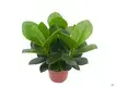 Clusia Rosea Nursery Wholesale Young Plants 1