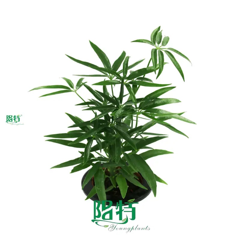 Schefflera Types: Innovative Indoor Plants for Flower & Gardening Field 1
