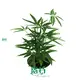Schefflera Types: Innovative Indoor Plants for Flower & Gardening Field 1