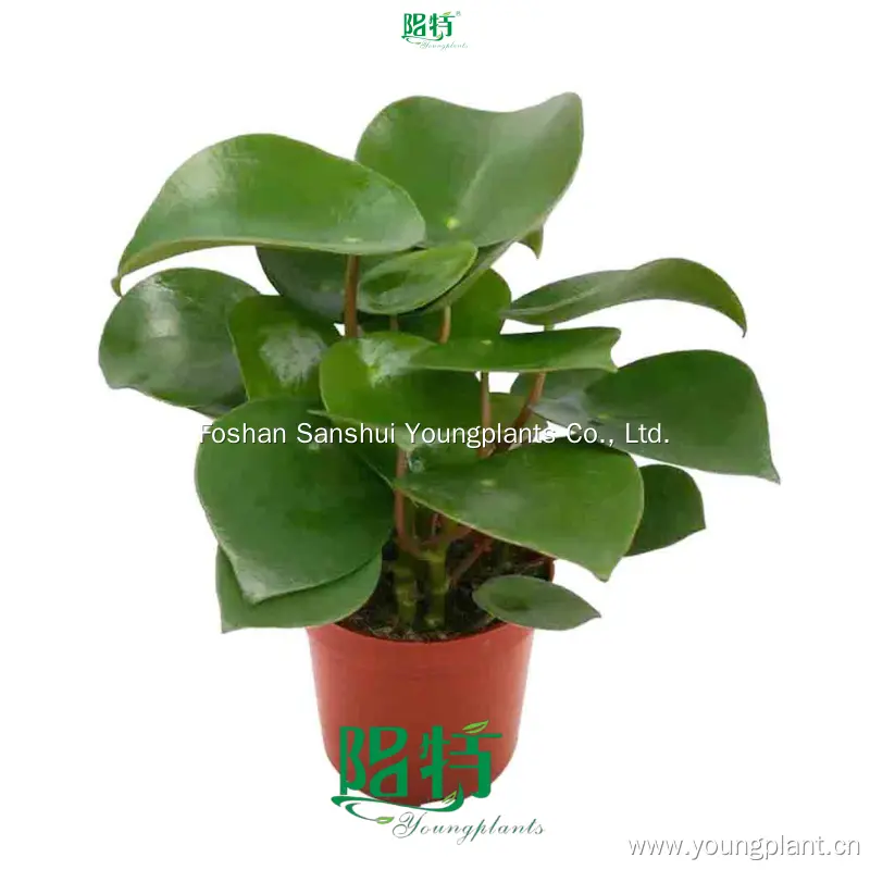 Practical & Multi-functional Peperomia Polybotrya Plant 1