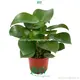 Practical & Multi-functional Peperomia Polybotrya Plant 1