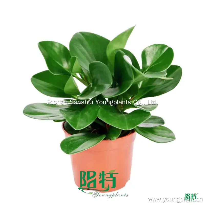 Advanced Technology Peperomia Obtusifolia - Industry Trendsetter 1