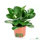 Advanced Technology Peperomia Obtusifolia - Industry Trendsetter 1