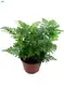 Fern Humata Tray Tissue Culture Plant for Gardening 1