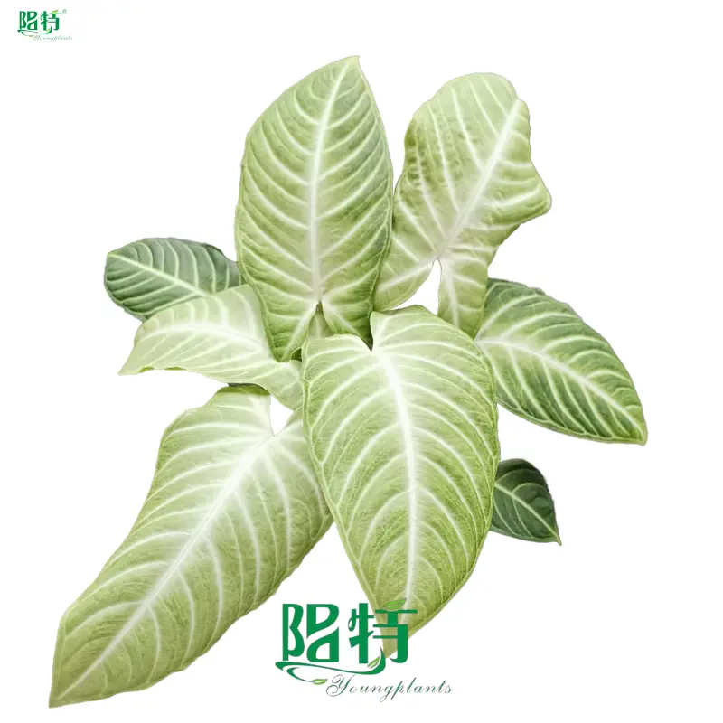 Xanthosoma 'Mint' - Tropical Ornamental Plant 1
