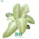 Xanthosoma 'Mint' - Tropical Ornamental Plant 1