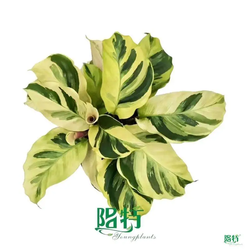 Calathea Tray Plant Wholesale Import - Foshan Youngplants: Syngonium 1