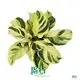 Calathea Tray Plant Wholesale Import - Foshan Youngplants: Syngonium 1