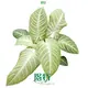 Xanthosoma 'Mint' - Tissue Culture Indoor Plant 1