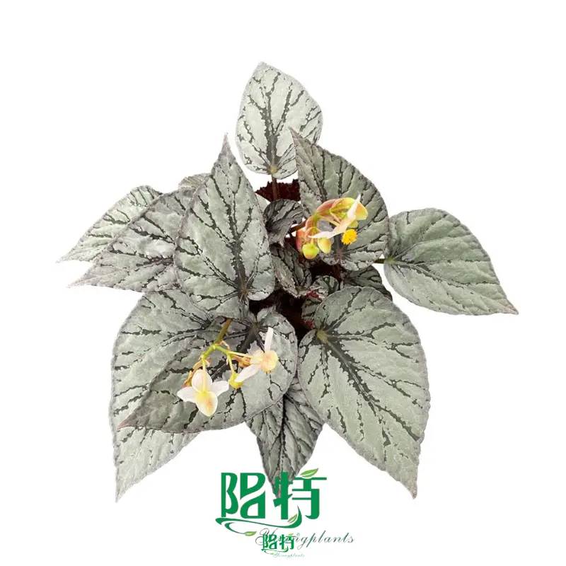 Begonia Arctic Breeze: Colorful Perennial Plants, 30+ Varieties Available 1