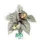 Begonia Arctic Breeze: Colorful Perennial Plants, 30+ Varieties Available 1