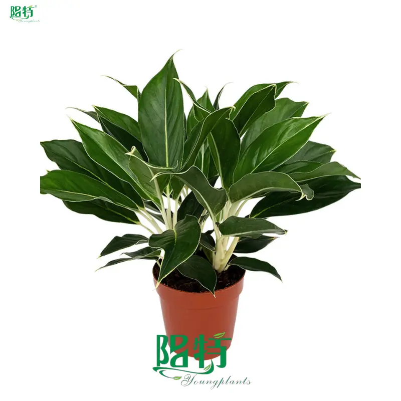 Colorful Aglaonema Variety - Red, Pink, White, Green 1