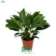 Colorful Aglaonema Variety - Red, Pink, White, Green 1