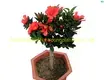 Chinese Camellia Azalea Red Flowers - Live Gardening Plants 1