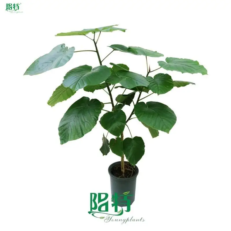 Ficus Umbellata: High-Quality Bonsai Ficus 1