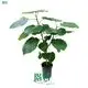 Ficus Umbellata: High-Quality Bonsai Ficus 1