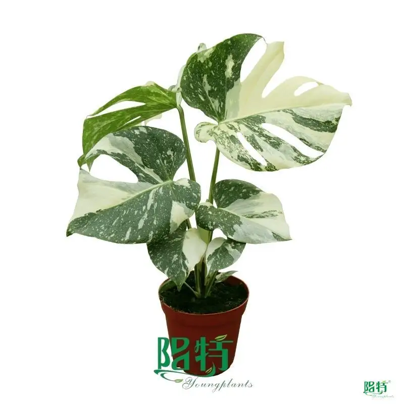 Tissue Culture Variegated Monstera Thai Constellation - Grow Guide 1