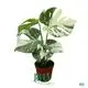 Tissue Culture Variegated Monstera Thai Constellation - Grow Guide 1