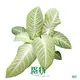 Xanthosoma 'Mint' - Tropical Indoor Beauty 1