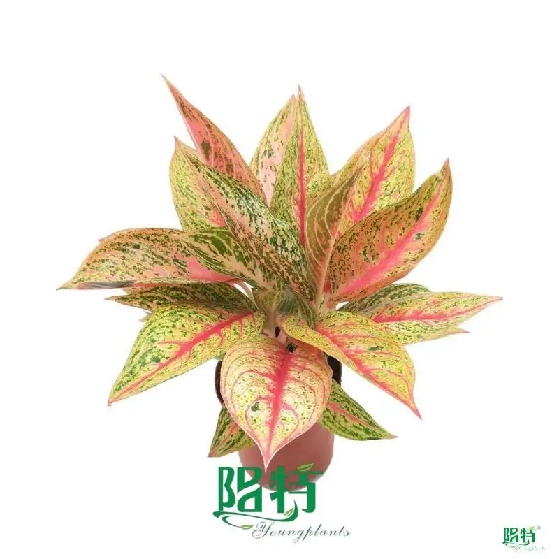 Colorful Aglaonema Variety Pack - Rare Red, Pink, White, Green\Collections 1