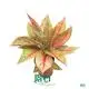 Colorful Aglaonema Variety Pack - Rare Red, Pink, White, Green\Collections 1