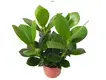 Clusia Rosea Queen Young Plants for Flower & Gardening 1