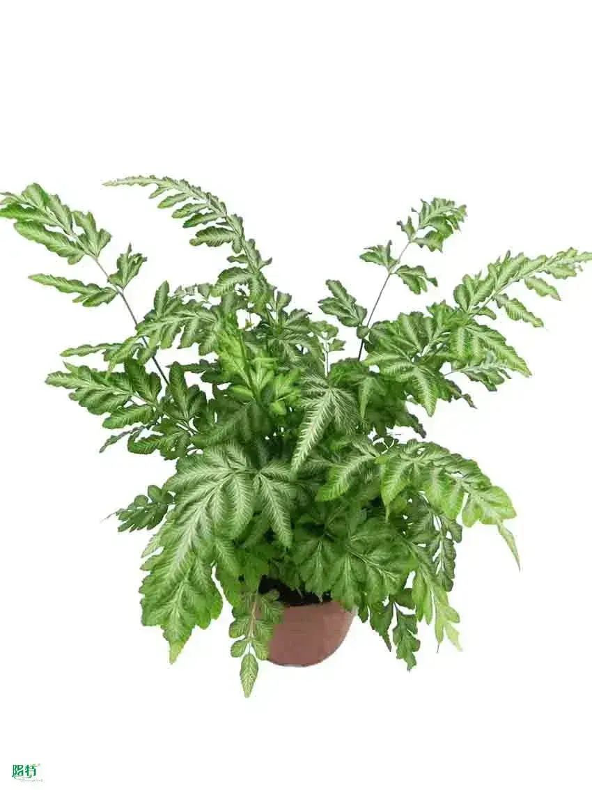 High Quality Lady Fern Tray Tissue Culture Plant - Wholesale from China 1