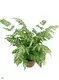 High Quality Lady Fern Tray Tissue Culture Plant - Wholesale from China 1