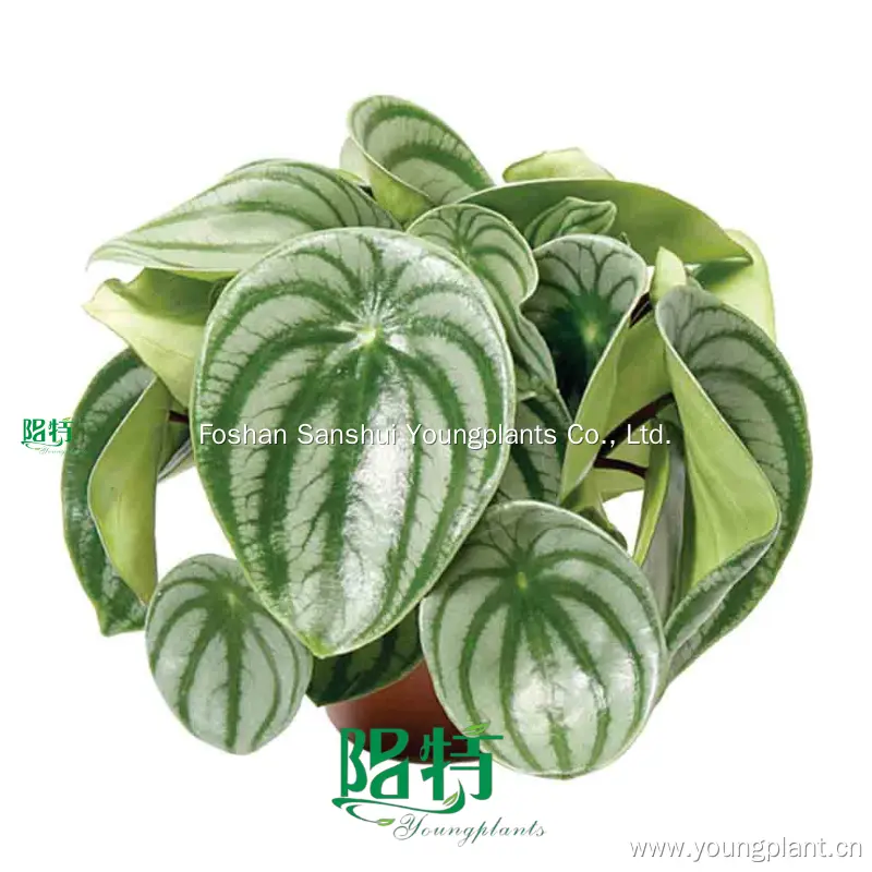 Peperomia Orba: Wholesale Import from China 1