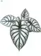 Alocasia Silver Dragon Live Plantlets for Flower & Gardening 1