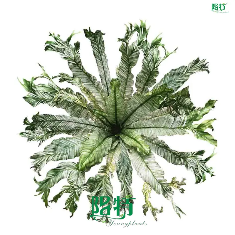 Variegated Bird's Nest Fern - Elegant Indoor Plant 1