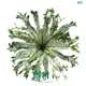 Variegated Bird's Nest Fern - Elegant Indoor Plant 1