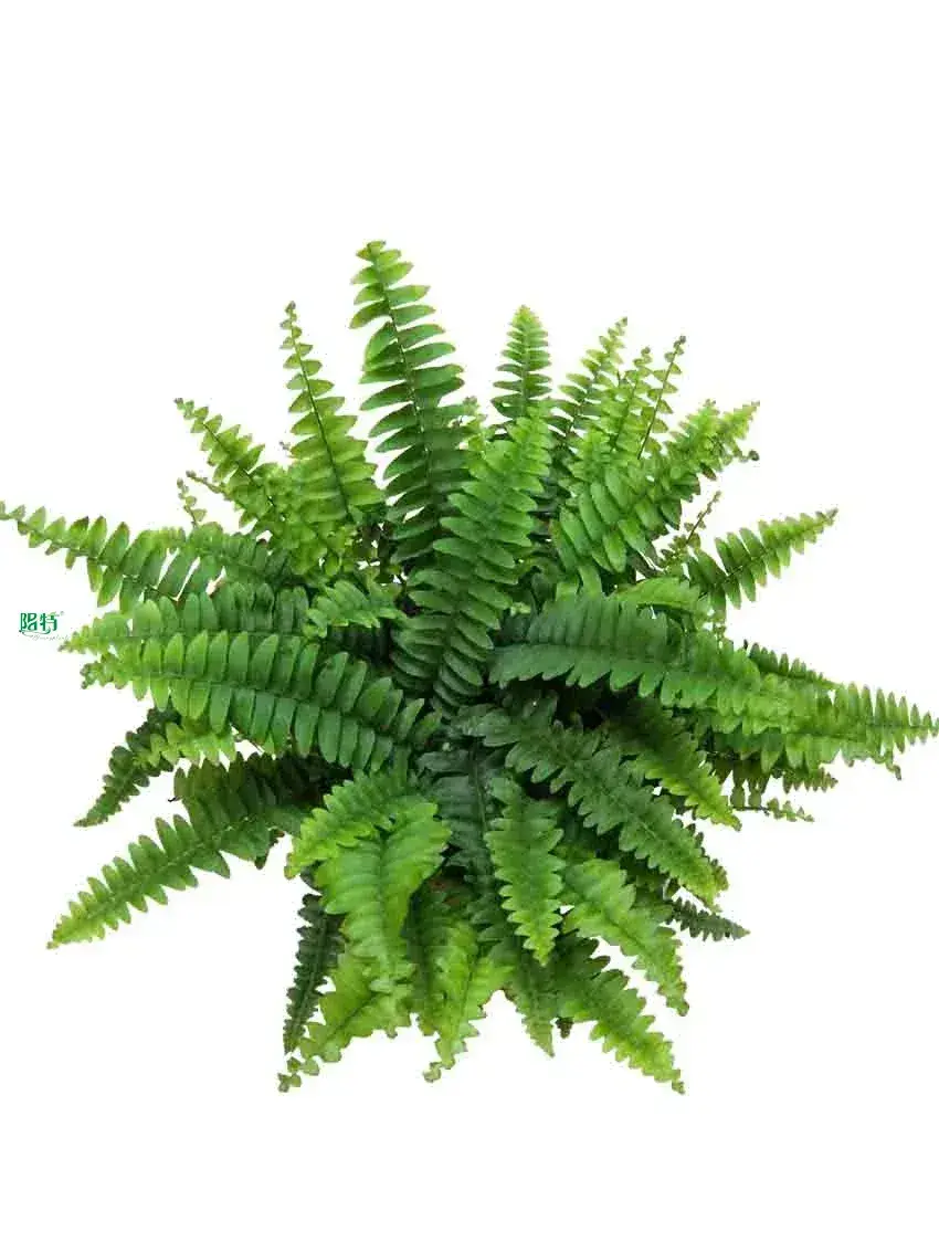 Fern Nephrolepis Malaysia Tray Plug - High Profit, Multipurpose Application 1