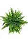 Fern Nephrolepis Malaysia Tray Plug - High Profit, Multipurpose Application 1