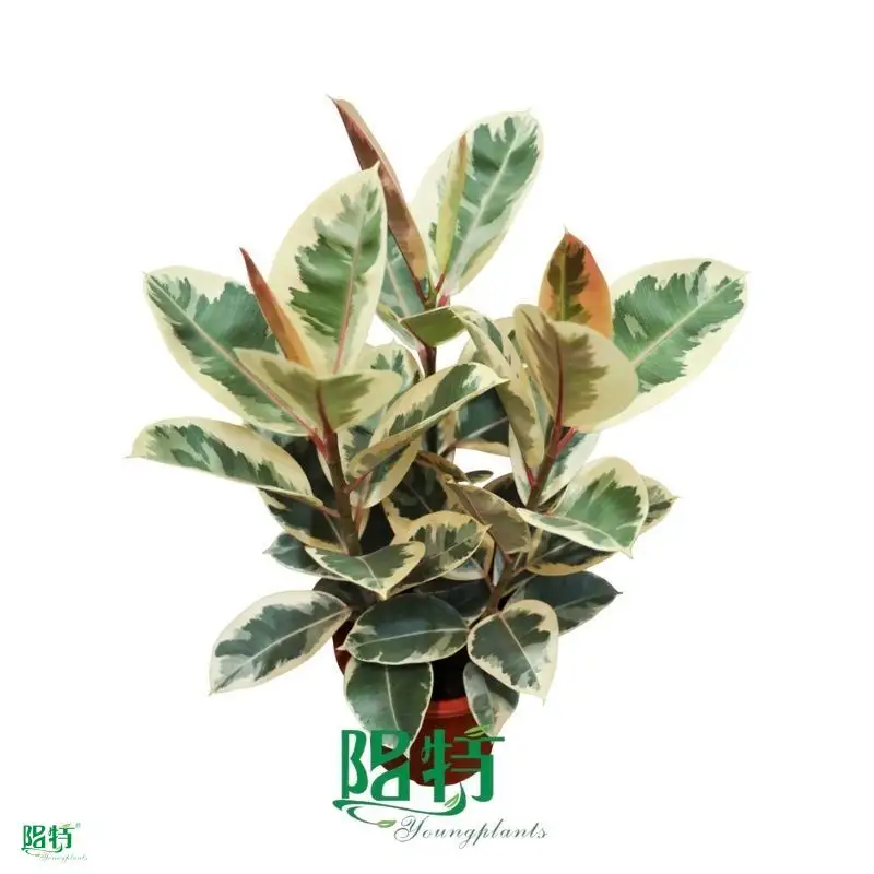 Variegated Ficus Bonsai Tree 1