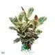 Variegated Ficus Bonsai Tree 1