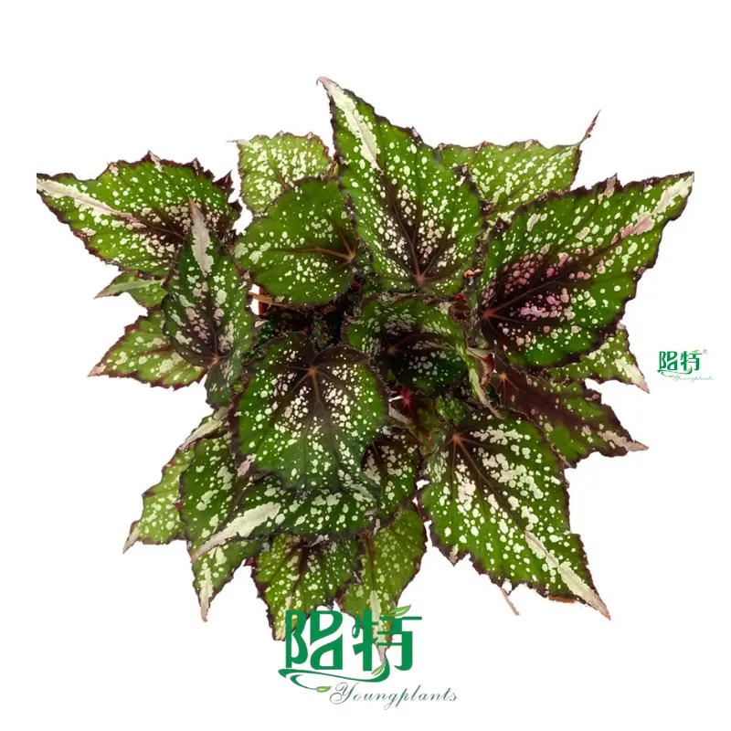 Begonia Rex: Colorful Perennial Plants for Ornamental Gardens 1