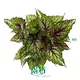 Begonia Rex: Colorful Perennial Plants for Ornamental Gardens 1