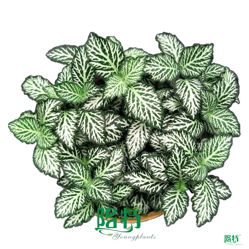 Fittonia Tiger Indoor Plants: High-Quality and Competitively Priced 1